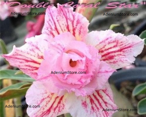 Adenium Double Coral Star 5 Seeds